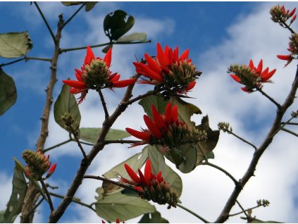 erythrina indica 266546 960 720