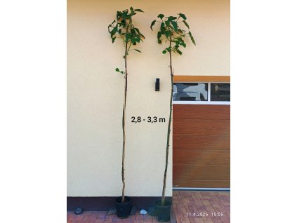 Paulovnie stromky 280 - 330 cm vysoké (Paulownia) - pouze osobní odběr nebo možnost dovozu