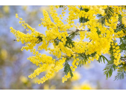 silver wattle 7442792 1280