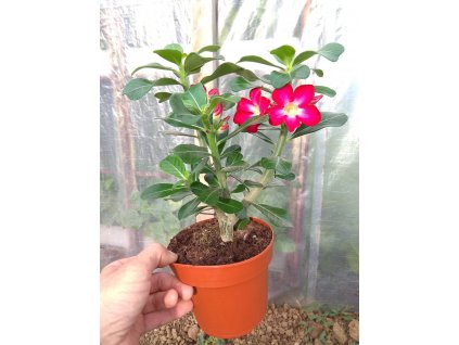 41366351 505867209839839 2366389047221288960 n