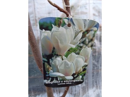 46088879 2221822141385231 8921112077016236032 n