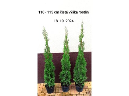 Akce! Túje smaragd 120-130 cm v květináčích 3 L, pouze osobní odběr