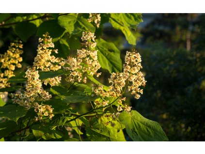 Catalpa ovata