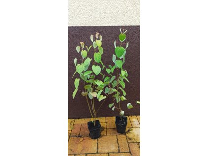 Zmarličník japonský (Cercidiphyllum japonicum) - 70 cm