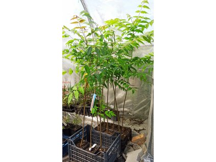 Česnekovník čínský (Toona sinensis)
