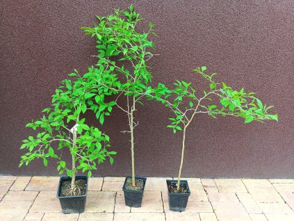 Maklura oranžová (Maclura pomifera) - 70 - 80 cm