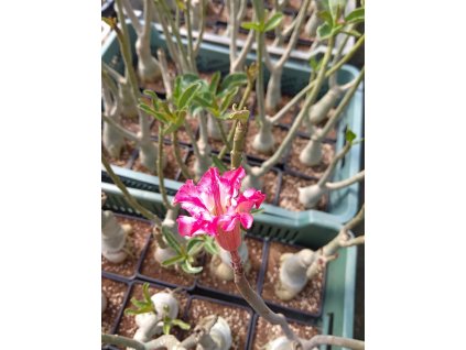 67954234 340445623499678 6105358232455217152 n