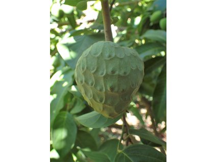 1024px Annona cherimola kz01