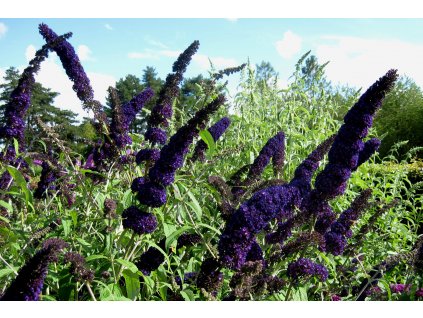 Buddleja davidii 'Black Knight' 2