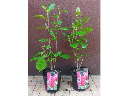 Magnolia liliflora nigra, magnolie, šácholan liliokvětý - 70 - 100 cm