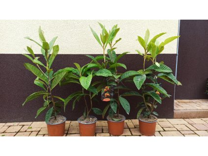 Lokvát japonský (Eriobotrya japonica)