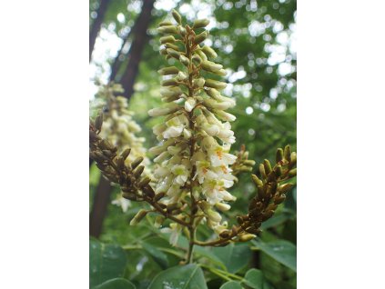 Maackia hupehensis kz03