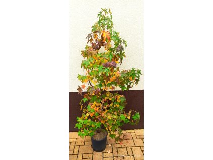 Ambroň západní (Liquidambar styraciflua)