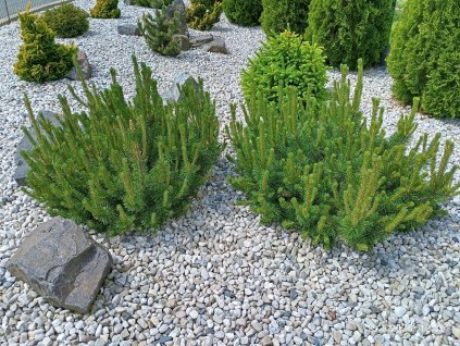 Borovice kleč horská, var. pumilio, kosodřevina (Pinus mugo var. pumilio) - 15 - 25 cm