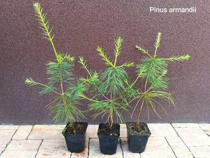 Borovice armandova (Pinus armandii) - 35 - 45 cm