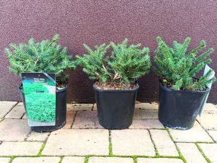 Smrk ztepilý Nidiformis (Picea abies Nidiformis) - 15 cm