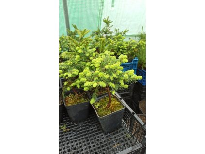 Smrk ztepilý Nidiformis (Picea abies Nidiformis)