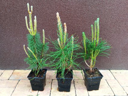 Borovice blatka (Pinus uncinata) - 30 - 50 cm