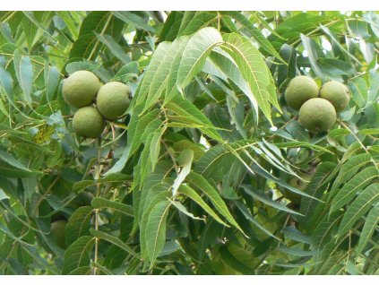 Black Walnut nut and leave detail