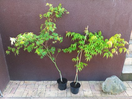 Javor dlanitolistý (Acer palmatum)