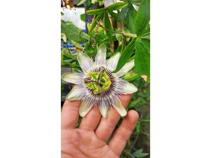 Mučenka modrá (Passiflora coerulea) - liána, 10 cm