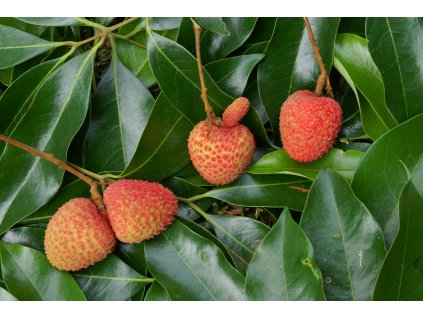 Twin lychees (Litchi chinensis) source