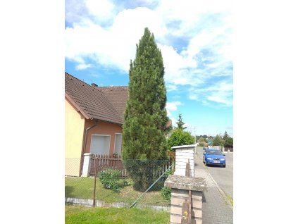 Borovice černá Pyramidalis (Pinus nigra Pyramidalis) - 40 - 50 cm