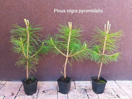 Borovice černá Pyramidalis (Pinus nigra Pyramidalis) - 40 - 50 cm