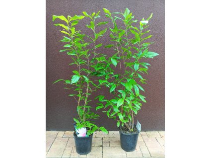 Magnolie Betty, šácholan - 60 - 100 cm