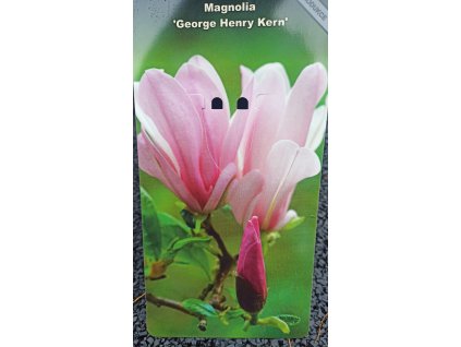 Magnolie George Henry Kern, šácholan - 90 - 100 cm