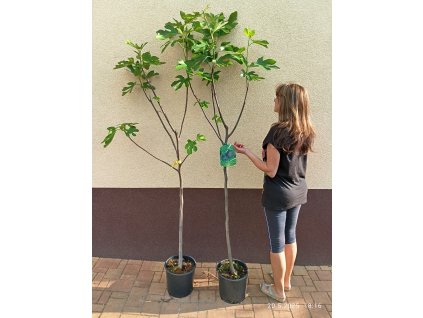 Fíkovník stromek Brogiotto Nero, Brogiotto bianco, Turca, Portogallo Lungo, Verdino, Panache, Fiorone, Dottato, Moro  Caneva, Gentile Bianco (Ficus carica) - 1,7 - 1,9 m