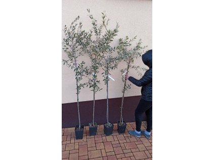 Olivovník evropský - Leccino, Frantoio - 1,7 - 1,9 m