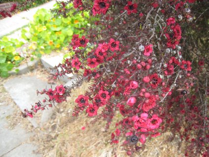 Leptospermum scoparium (NZ tea tree)