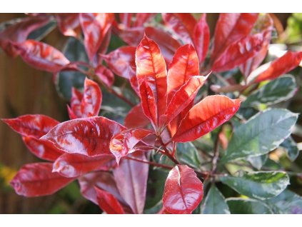 photinia 4384372 960 720