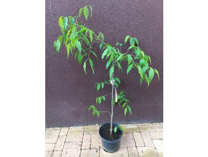 Břestovec jižní (Celtis australis) - 90 - 100 cm