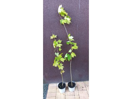 Javor cukrový (Acer saccharum) - 70 - 100 cm
