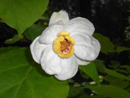 Sinocalycanthus chinensis 2017 06 25 3042