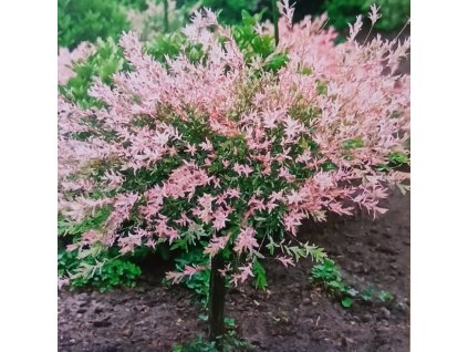 Vrba celolistá Hakuro Nishiki (Salix integra Hakuro Nishiki) - kmínek