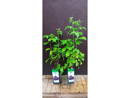 Malinoostružiník beztrnný Glen Coe (Rubus idaeus Glen Coe) - 30 - 60 cm