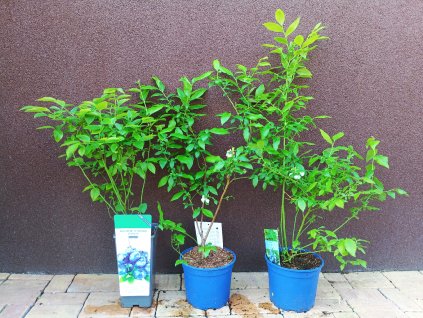 Kanadská borůvka Bluegold (Vaccinium corymbosum Bluegold) - 40 - 60 cm