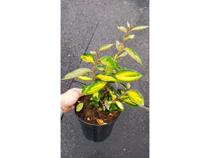 Hlošina ebbingeova Limelight (Elaeagnus x ebbingei Limelight)