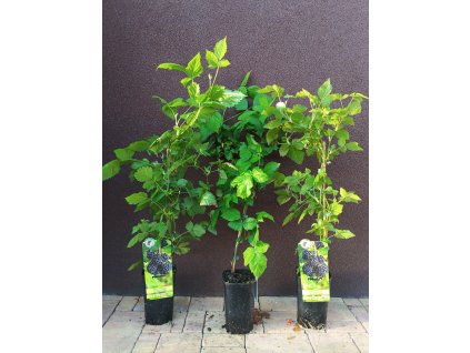 Ostružina Čačanská beztrnná (Rubus fruticosus Čačanská beztrnná) - 60 - 80 cm