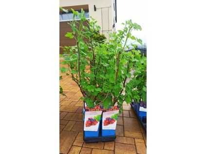 Rybíz červený Jonkheer van Tets (Ribes rubrum Jonkheer van Tets)