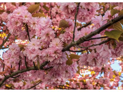 cherry blossom 5454035 960 720