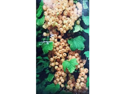 Rybíz Bílý z Jüteborgu (Ribes niveum Jüteborg) - 60 cm