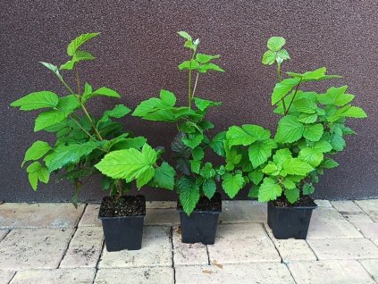 Beztrnný ostružiník Chester (Rubus fruticosus Chester) - 50 - 70 cm