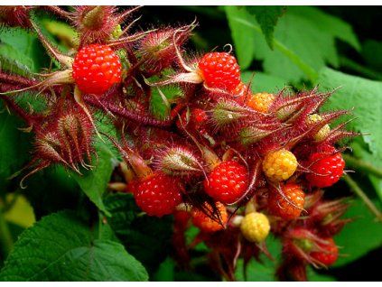 Rubus phoenicolasius B
