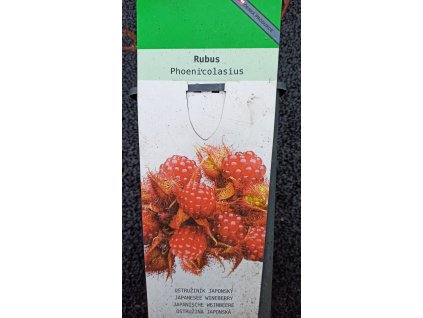Ostružiník japonský (Rubus phoenicolasius) - 60 - 70 cm