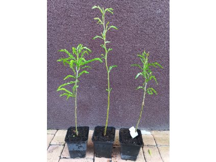 Dřezovec trojtrnný beztrnný (Gleditsia triacanthos inermis) - 30 - 50 cm