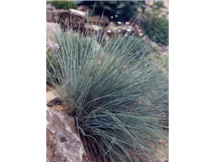 Festuca glauca 1